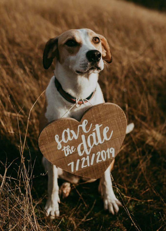 save the date sign for dog