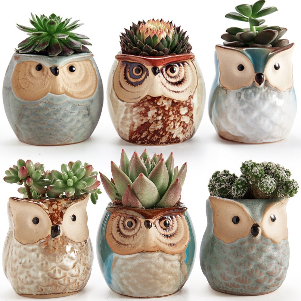 succulents on sale in owl planters