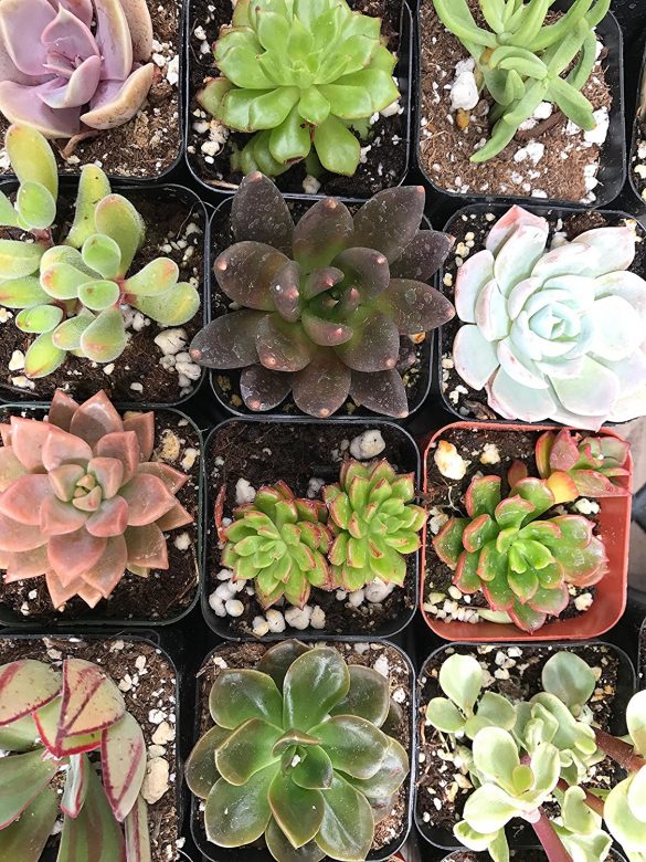 Succulents for Sale: Where to Buy Succulents in Bulk CHEAP Online