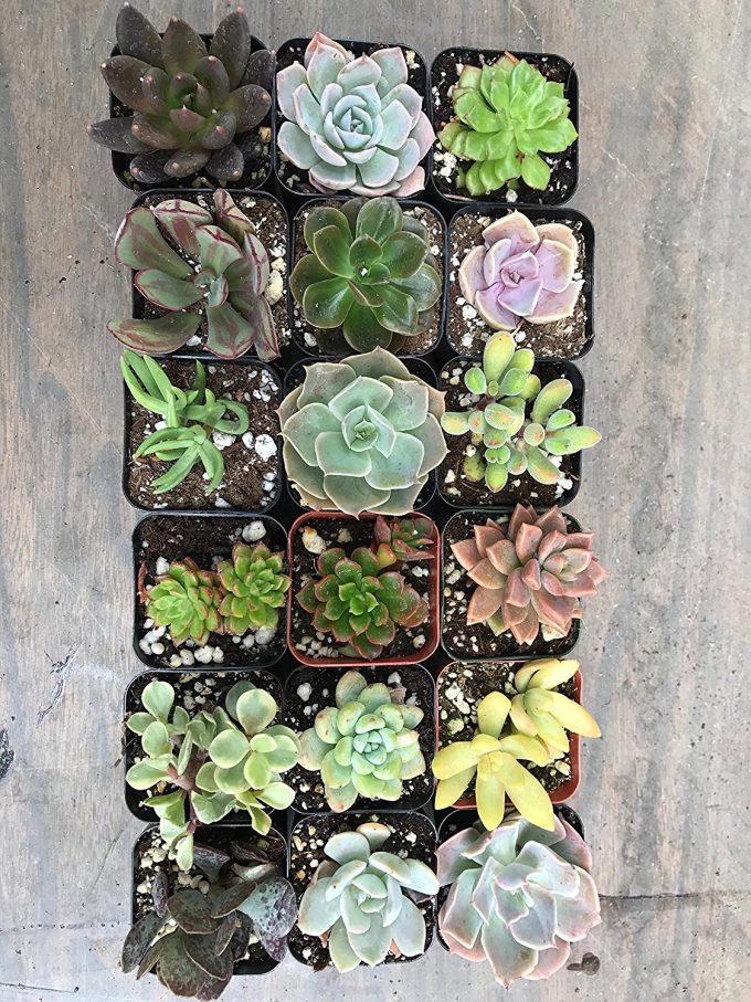 Succulents for Sale: Where to Buy Succulents in Bulk CHEAP Online