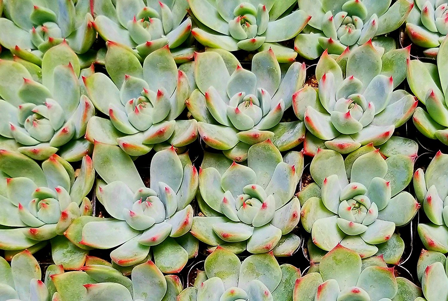 where to buy succulents online