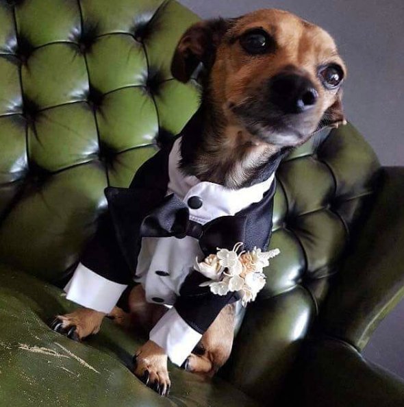 dog wedding ideas