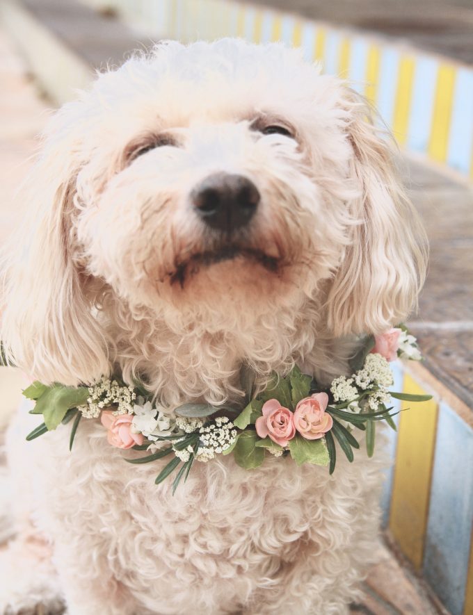 dog wedding ideas