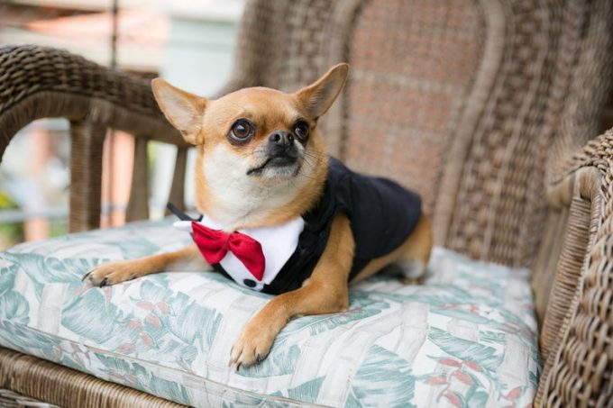 dog tuxedos for weddings