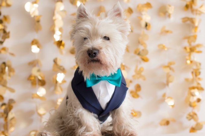 dog tuxedo for weddings
