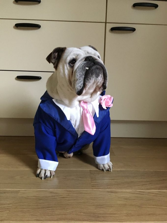 dog tuxedo for weddings