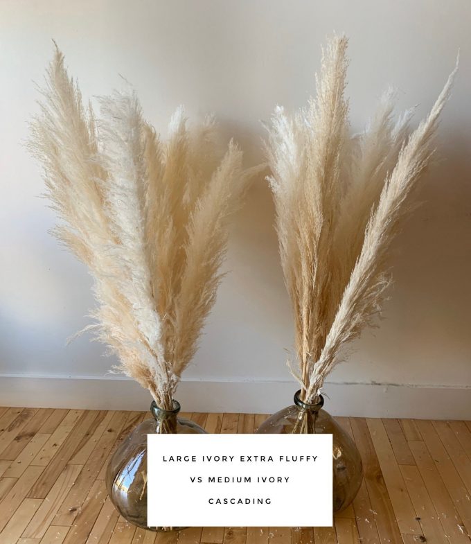 where to buy pampas grass for wedding
