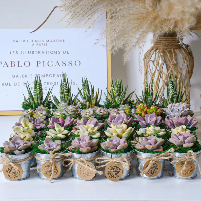 succulent plants for spring wedding favors