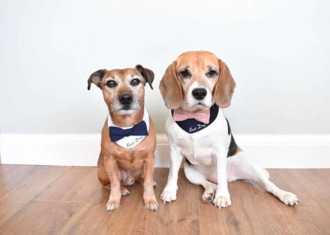 best dog wedding outfit
