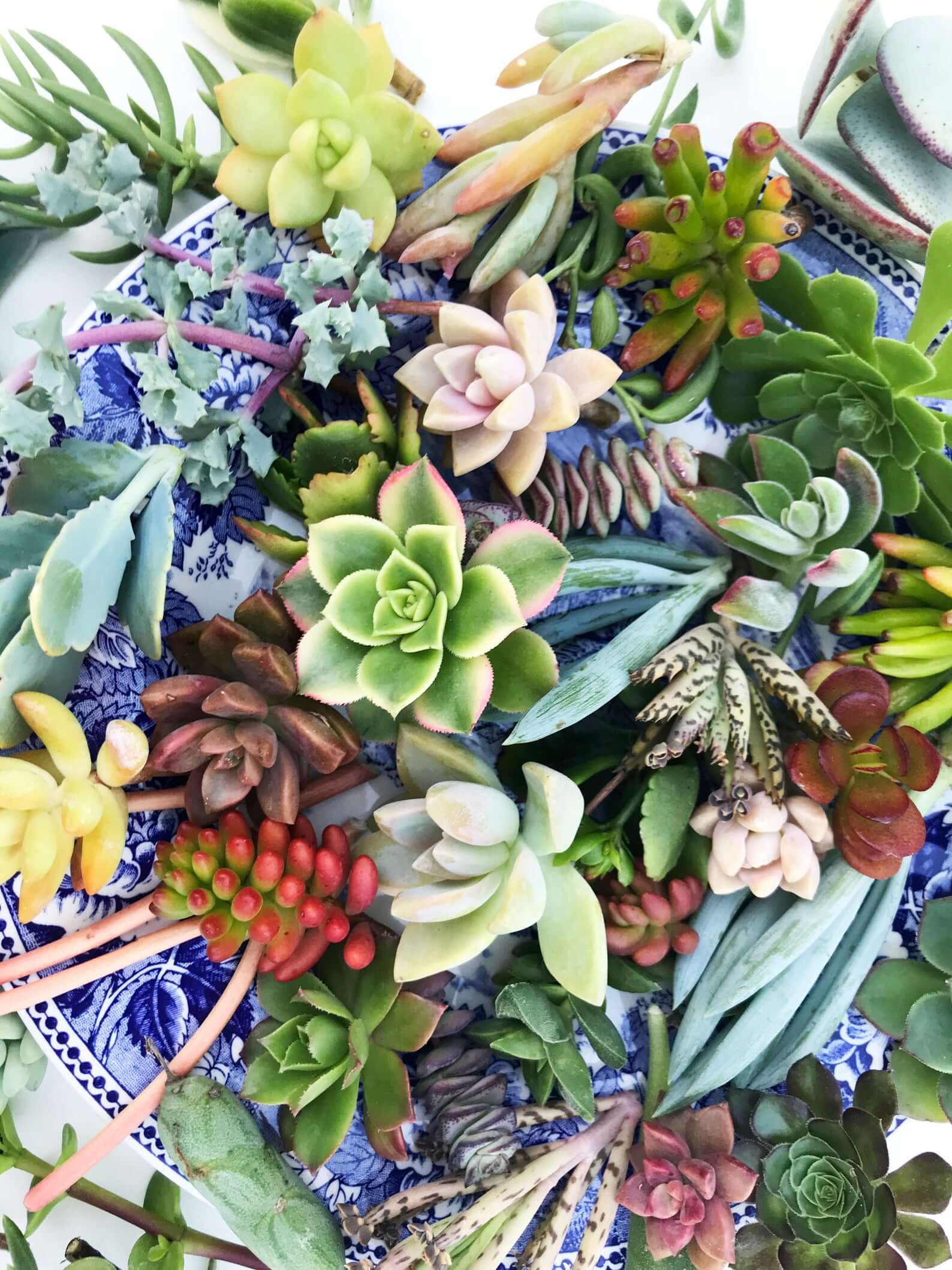 Where to Buy Greenery in Bulk for Weddings (Cheap!) Emmaline Bride