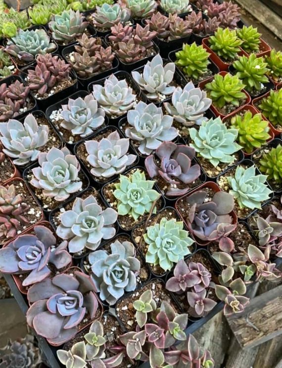 Where to Buy Greenery in Bulk for Weddings (Cheap!) Emmaline Bride