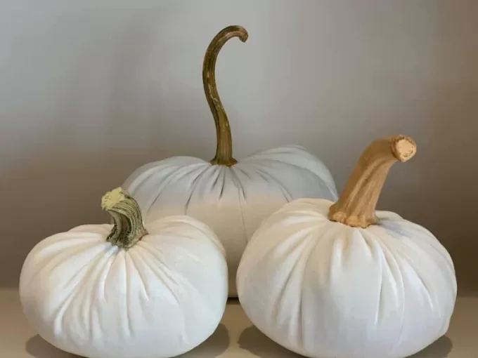 pumpkins in bulk