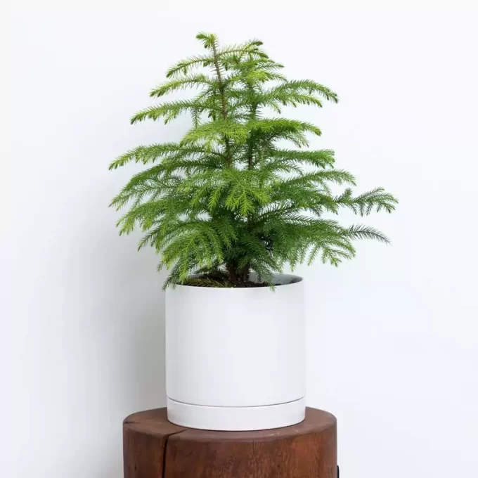 plant inspired gift ideas