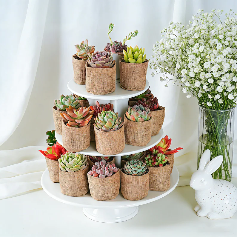 mini succulent favors for fall wedding