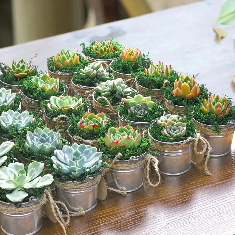 Succulent plant favors
