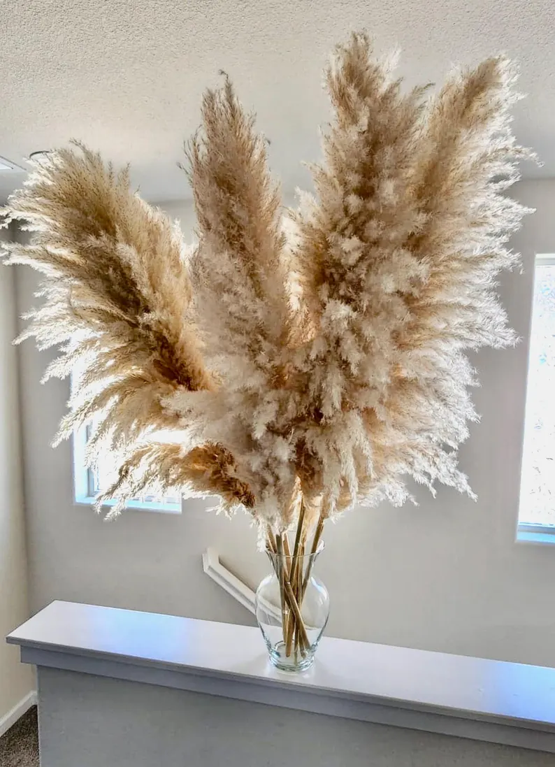 pampas grass on sale