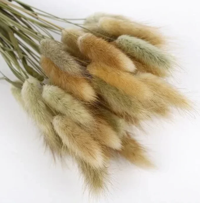dried natural bunny tails for botanical organic boho decor