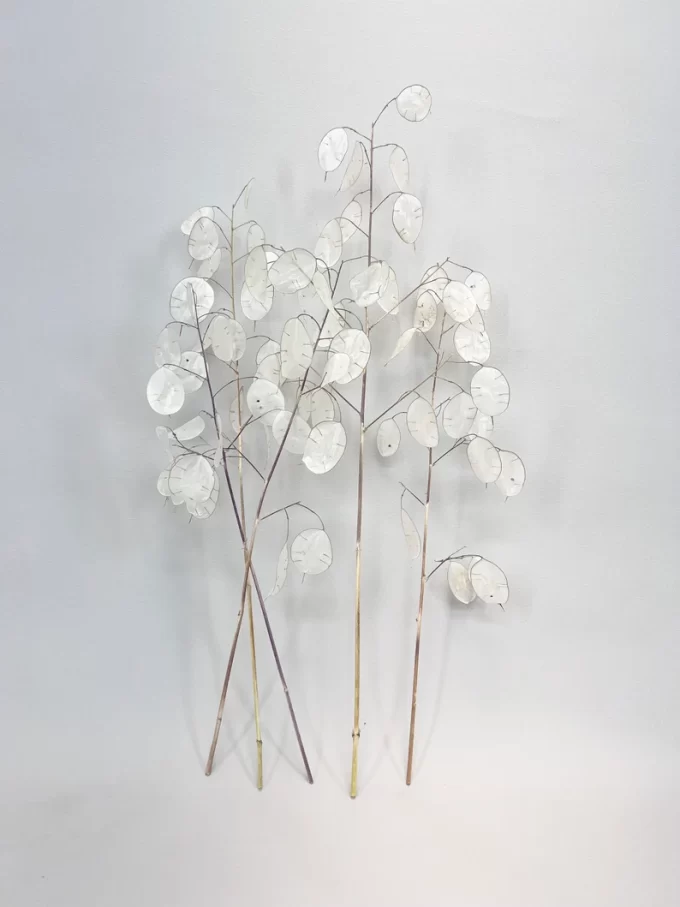 examples of dried lunaria branches