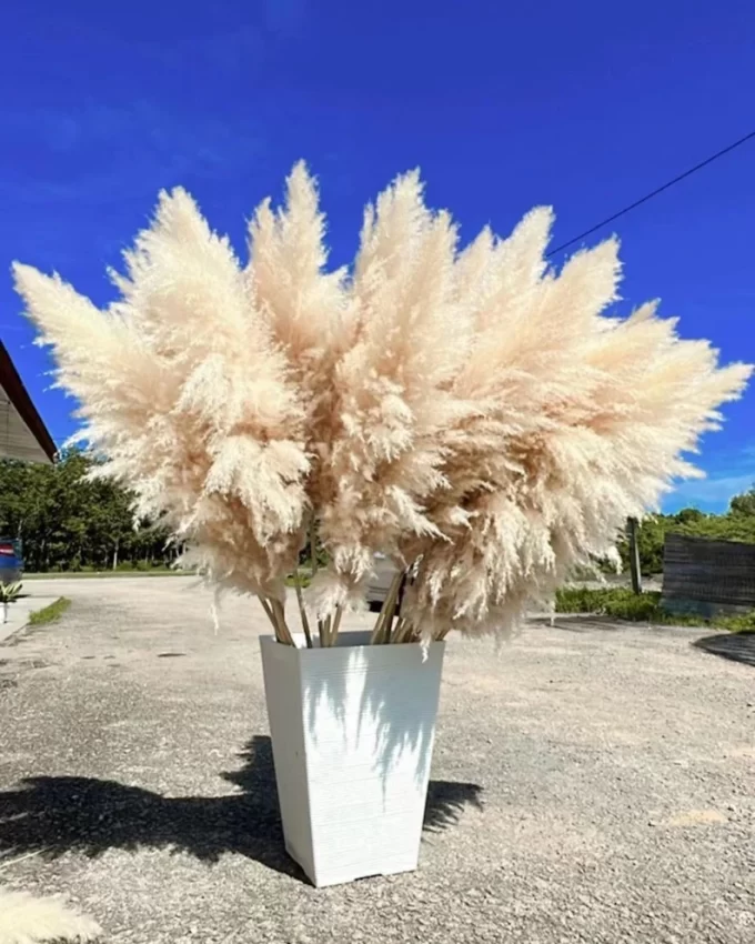pampas grasses for wedding decor fluffy and large style