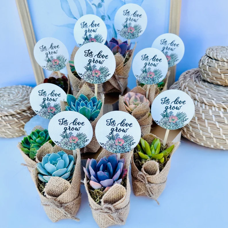 succulent plant affordable bulk wedding favors