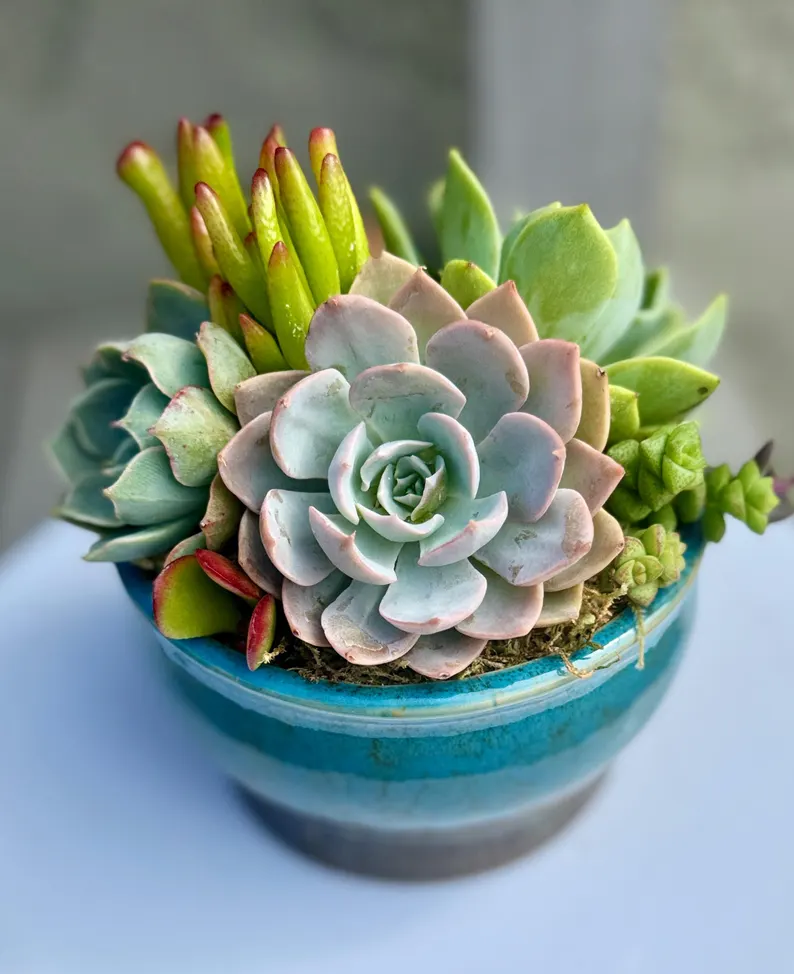 Small succulent planter used as a wedding centerpiece, perfect for non-floral table décor
