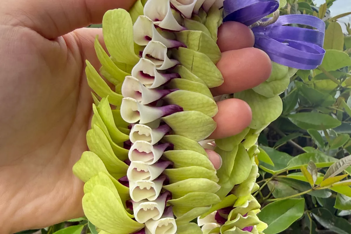 wedding Hawaiian lei ceremony