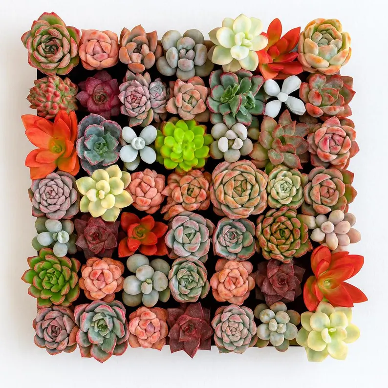 succulents in bulk for affordable wedding centerpieces that look expensive