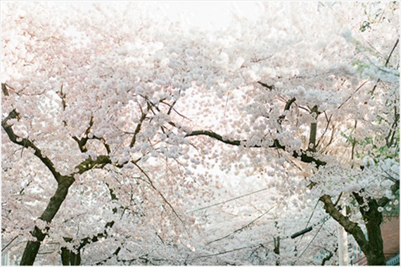 Stefanie Kapra Photography - Cherry Blossom E-Session
