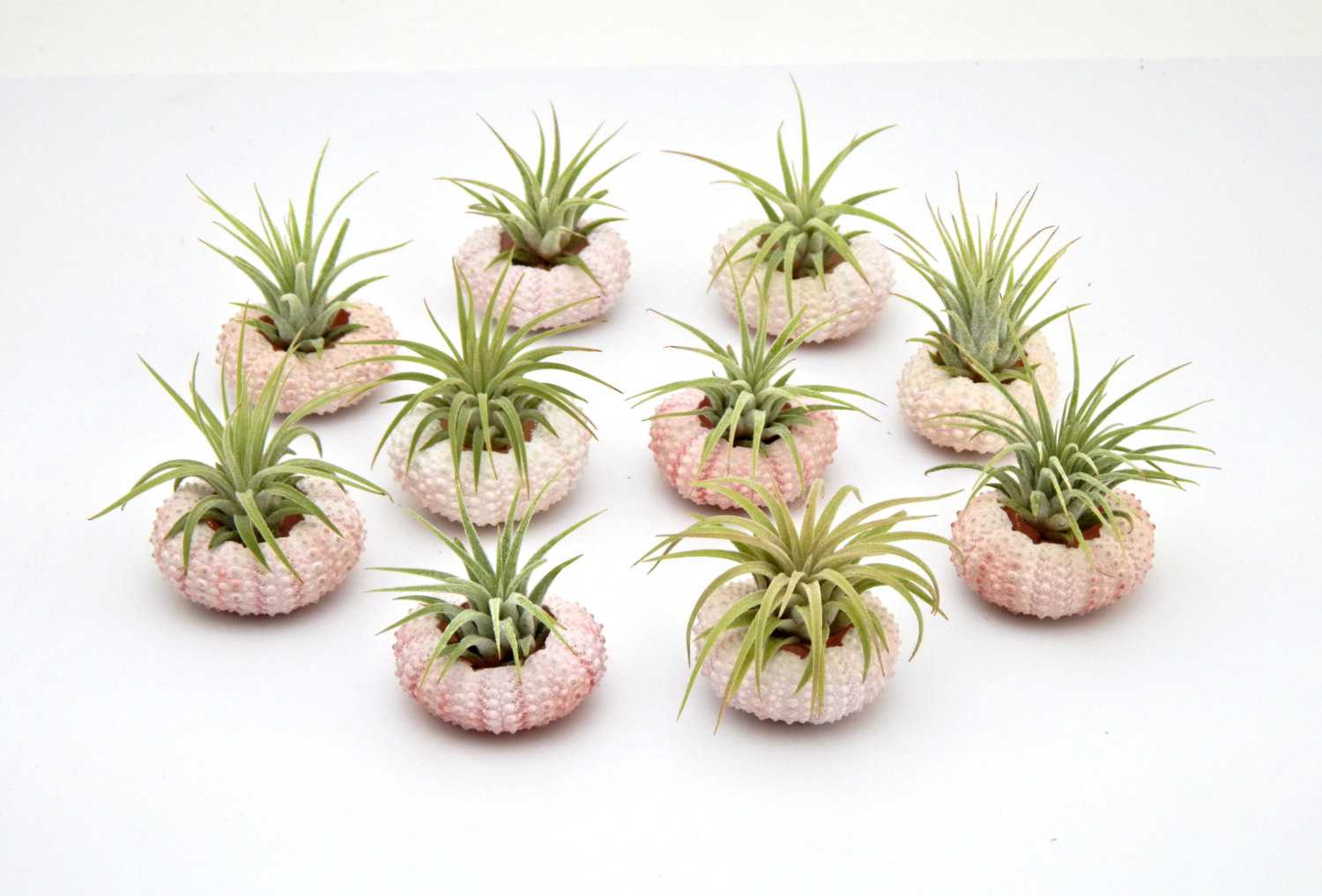 air plant favors in urchins