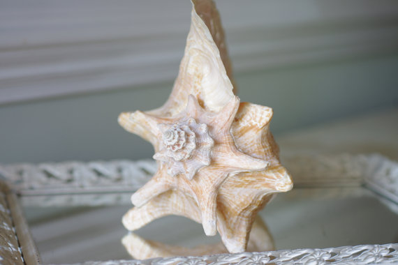 10 Beach Wedding Centerpieces via EmmalineBride.com - conch shell by By The Seashore