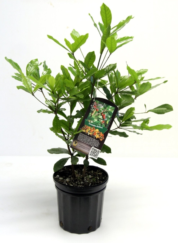fruit plant anniversary gift idea via 27 Amazing Anniversary Gifts by Year https://emmalinebride.com/gifts/anniversary-gifts-by-year/