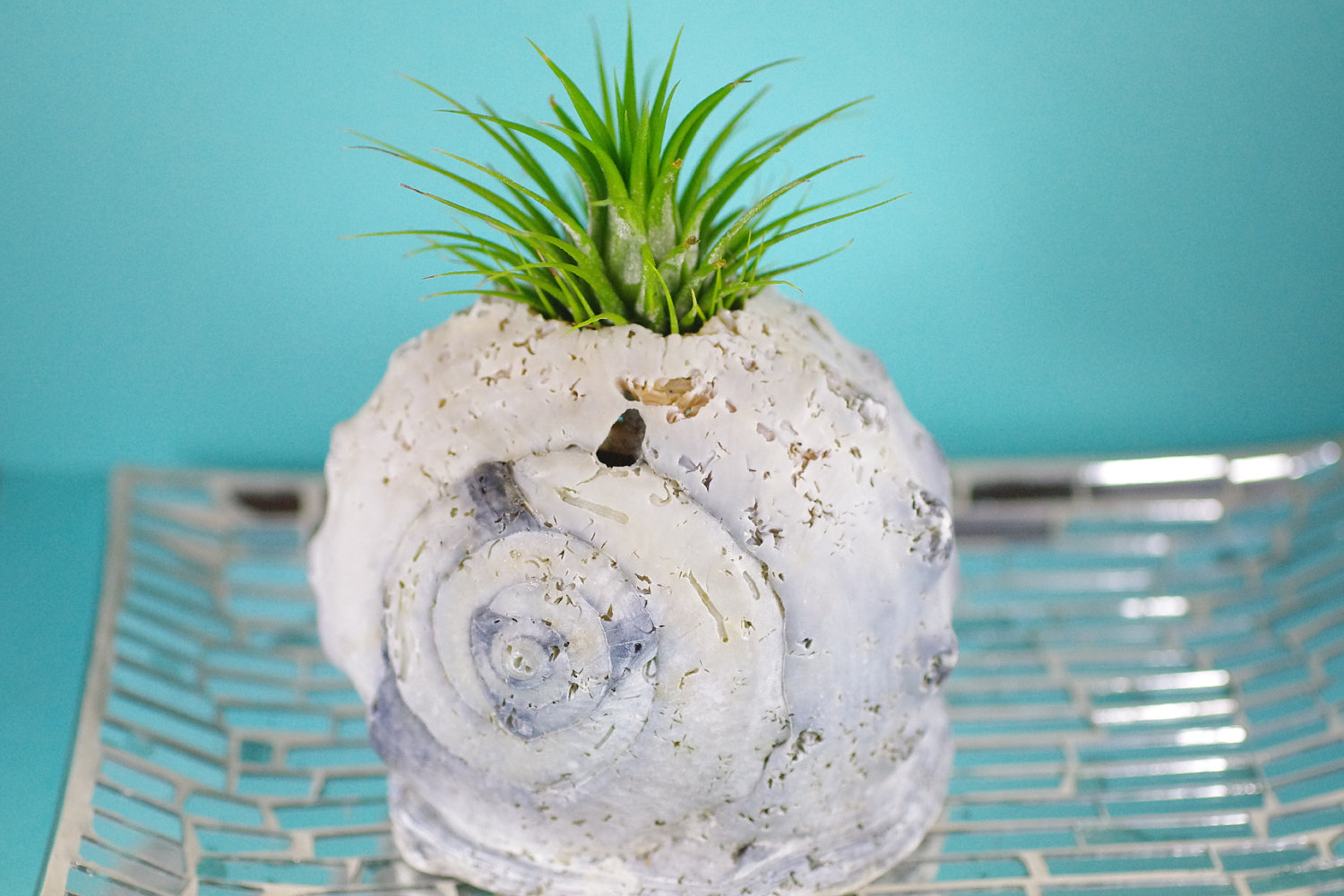 queen helmet shell with air plant