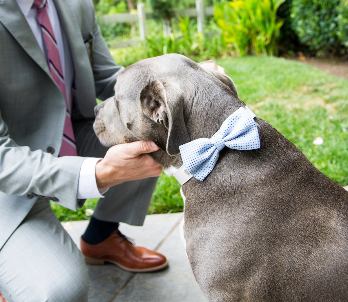 something blue dog bow tie