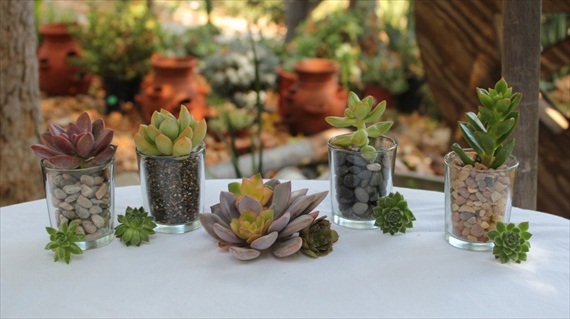 wedding favor containers clear glass votives for succulents