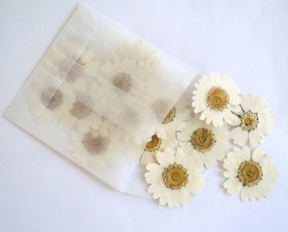 white dried daisies by flowerfetti | daisy ideas theme weddings